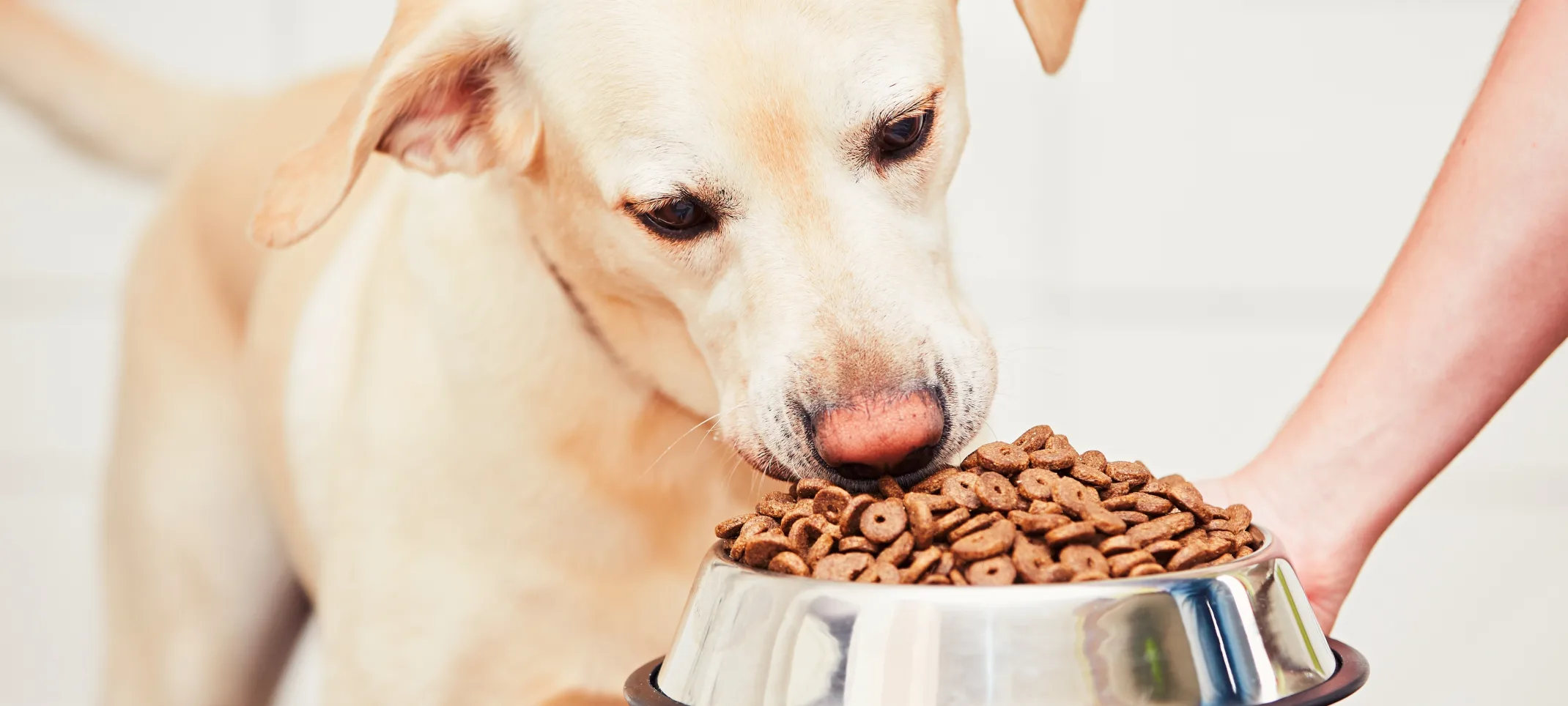 dog eating food from bowl